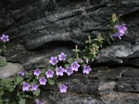 Campanula rupicola 2, Saxifraga-Dirk Hilbers