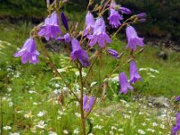 Campanula sibirica 5, Saxifraga-Ed Stikvoort