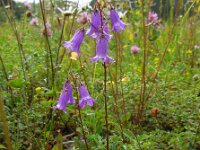 Campanula sibirica 7, Saxifraga-Ed Stikvoort