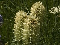 Campanula thyrsoides 10, Saxifraga-Jan van der Straaten