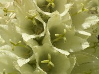 Campanula thyrsoides 11, Saxifraga-Marijke Verhagen