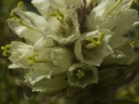 Campanula thyrsoides 12, Saxifraga-Marijke Verhagen