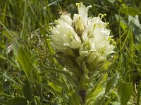 Campanula thyrsoides 13, Saxifraga-Marijke Verhagen