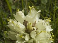Campanula thyrsoides 16, Saxifraga-Marijke Verhagen