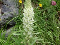 Campanula thyrsoides 17, Saxifraga-Jan Willem Jongepier