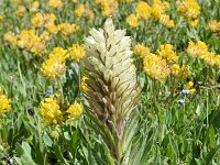 Campanula thyrsoides 20, Saxifraga-Simone van Velzen