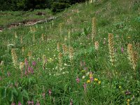 Campanula thyrsoides 21, Saxifraga-Harry Jans