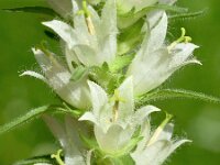 Campanula thyrsoides 30, Saxifraga-Sonja Bouwman  Campanula thyroides - Campanulaceae familie