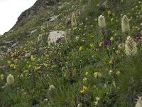 Campanula thyrsoides ssp thyrsoides 6, Saxifraga-Willem van Kruijsbergen