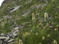 Campanula thyrsoides ssp thyrsoides 7, Saxifraga-Willem van Kruijsbergen