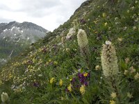 Campanula thyrsoides ssp thyrsoides 8, Saxifraga-Willem van Kruijsbergen