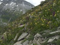 Campanula thyrsoides ssp thyrsoides 9, Saxifraga-Willem van Kruijsbergen