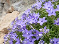 Campanula waldsteiniana