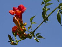 Campsis radicans 2, Saxifraga-Jan Nijendijk