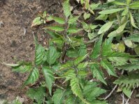 Campsis radicans 4, Saxifraga-Rutger Barendse