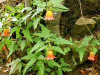 Canarina canariensis 28, Saxifraga-Hans Grotenhuis