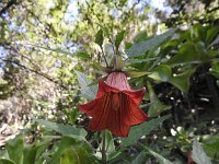 Canarina canariensis 28, Saxifraga-Michiel Drok