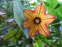 Canarina canariensis 29, Saxifraga-Michiel Drok