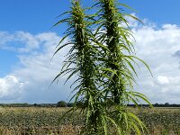 Cannabis sativa 12, Hennep, Saxifraga-Ed Stikvoort : gewone zeehond Neeltje Jans A900