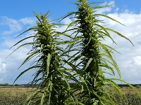 Cannabis sativa 13, Hennep, Saxifraga-Ed Stikvoort : gewone zeehond Neeltje Jans A900