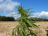 Cannabis sativa 14, Hennep, Saxifraga-Ed Stikvoort : gewone zeehond Neeltje Jans A900