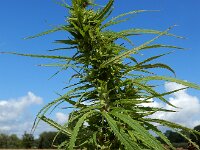 Cannabis sativa 15, Hennep, Saxifraga-Ed Stikvoort : gewone zeehond Neeltje Jans A900