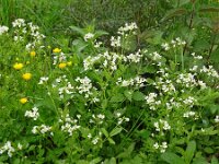Cardamine amara 19, Bittere veldkers, Saxifraga-Hans Grotenhuis