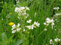 Cardamine amara 20, Bittere veldkers, Saxifraga-Hans Grotenhuis
