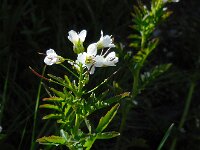 Cardamine amara 29, Bittere veldkers, Saxifraga-Ed Stikvoort
