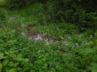 Cardamine amara 30, Bittere veldkers, Saxifraga-Ed Stikvoort