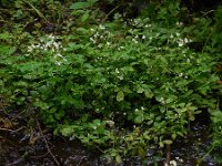 Cardamine amara 31, Bittere veldkers, Saxifraga-Ed Stikvoort