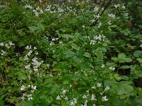 Cardamine amara 32, Bittere veldkers, Saxifraga-Ed Stikvoort