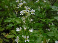 Cardamine amara 33, Bittere veldkers, Saxifraga-Ed Stikvoort