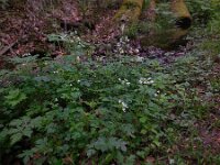 Cardamine amara 34, Bittere veldkers, Saxifraga-Ed Stikvoort