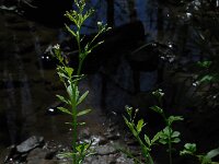 Cardamine amara 35, Bittere veldkers, Saxifraga-Ed Stikvoort