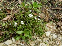 Cardamine corymbosa 3, Nieuw-Zeelandse veldkers, Saxifraga-Rutger Barendse