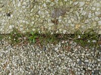 Cardamine corymbosa 4, Nieuw-Zeelandse veldkers, Saxifraga-Rutger Barendse