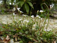 Cardamine corymbosa 5, Nieuw-Zeelandse veldkers, Saxifraga-Rutger Barendse
