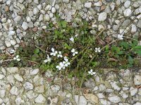 Cardamine corymbosa 6, Nieuw-Zeelandse veldkers, Saxifraga-Rutger Barendse