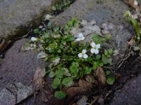 Cardamine corymbosa 7, Nieuw-Zeelandse veldkers, Saxifraga-Ed Stikvoort