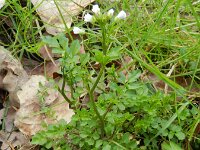 Cardamine flexuosa 24, Bosveldkers, Saxifraga-Rutger Barendse