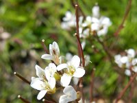 Cardamine flexuosa 25, Bosveldkers, Saxifraga-Rutger Barendse