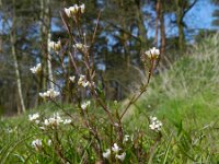 Cardamine flexuosa 26, Bosveldkers, Saxifraga-Rutger Barendse