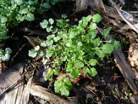 Cardamine flexuosa 27, Bosveldkers, Saxifraga-Rutger Barendse