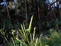 Cardamine flexuosa 28, Bosveldkers, Saxifraga-Rutger Barendse