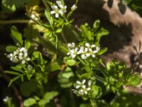 Cardamine hirsuta 20, Kleine veldkers, Saxifraga-Jan van der Straaten