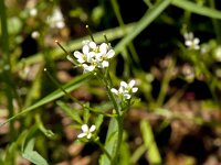 Cardamine hirsuta 21, Kleine veldkers, Saxifraga-Jan van der Straaten