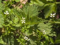 Cardamine hirsuta 22, Kleine veldkers, Saxifraga-Jan van der Straaten