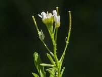Cardamine hirsuta 23, Kleine veldkers, Saxifraga-Jan van der Straaten