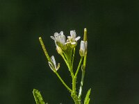 Cardamine hirsuta 24, Kleine veldkers, Saxifraga-Jan van der Straaten